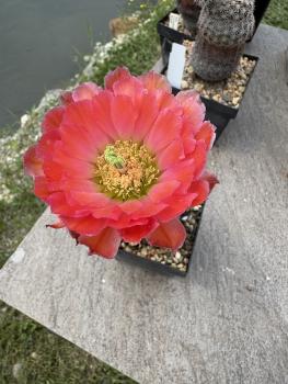 Echinocereus pectinatus rot